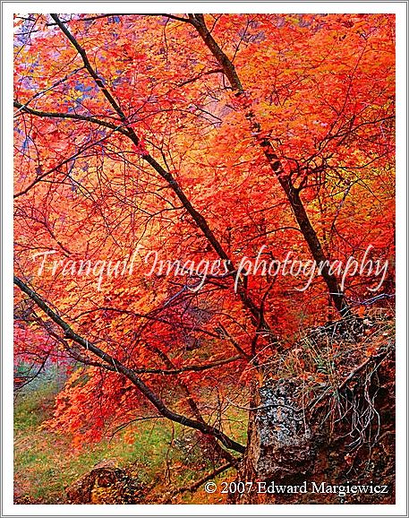 450479---Colorful maples along the Virgin River Walk